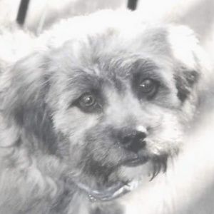 Meet your Posher, Robin